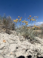 Eriogonum brevicaule laxifolium