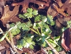 Ranunculus aquatilis