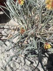 Eriogonum brevicaule laxifolium