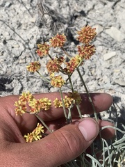 Eriogonum brevicaule laxifolium