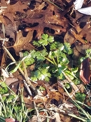Ranunculus aquatilis