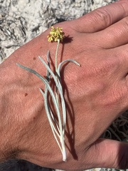 Eriogonum brevicaule laxifolium