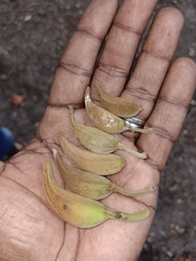 Spathodea campanulata