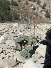 Cymopterus rosei