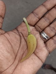 Spathodea campanulata