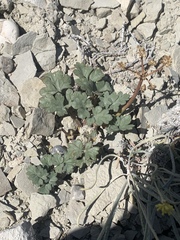 Cymopterus rosei