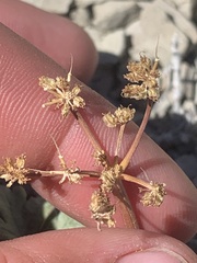 Cymopterus rosei
