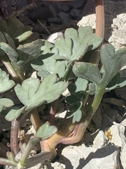 Cymopterus rosei