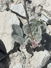 Eriogonum hookeri