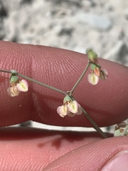 Eriogonum hookeri