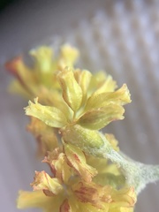 Eriogonum brevicaule laxifolium