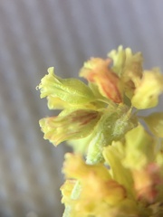 Eriogonum brevicaule laxifolium