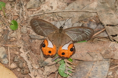 Pierella nereis