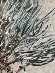 Eriogonum brevicaule laxifolium