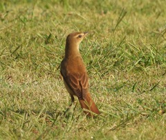 Acrocephalus arundinaceus