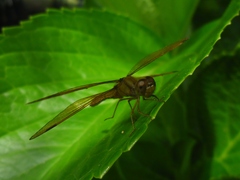 Perithemis icteroptera