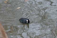 Fulica atra atra