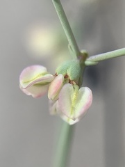 Eriogonum hookeri