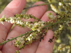 Salsola genistoides