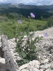 Polemonium foliosissimum