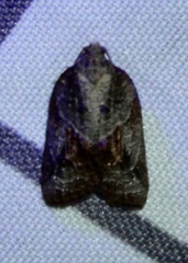 Platynota idaeusalis