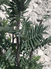 Polemonium foliosissimum