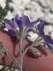 Polemonium foliosissimum