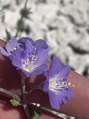Polemonium foliosissimum