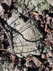 Bryum argenteum