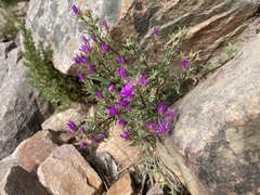 Lampranthus emarginatus