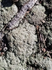 Bryum argenteum