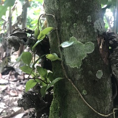 Codonanthopsis