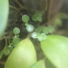 Codonanthopsis