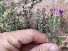 Lampranthus emarginatus
