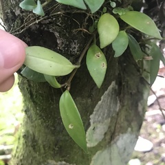 Codonanthopsis