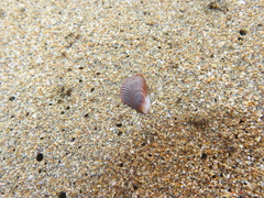 Brachidontes pharaonis