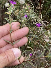 Lampranthus emarginatus