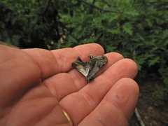 Lasallia pensylvanica