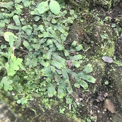 Marchantia emarginata