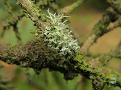 Physcia tenella