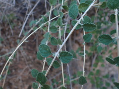 Aloysia wrightii
