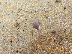 Brachidontes pharaonis