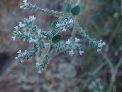 Aloysia wrightii