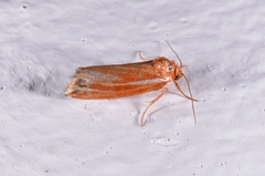 Narangodes