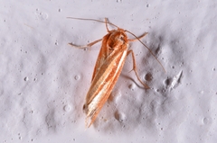 Narangodes