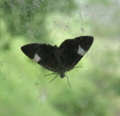 Trichodezia albovittata