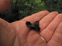 Lasallia pensylvanica