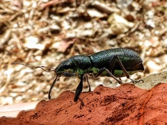 Naupactus auricinctus