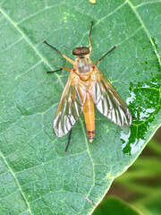 Rhagio