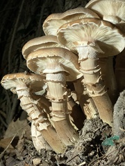 Armillaria mellea